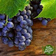 Не знаете, как начать сбрасывать лишний вес? Эффективная виноградная диета станет вашим лучшим помощником!